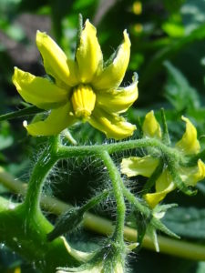 TOMATO BLOSSOM