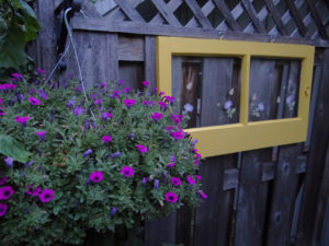 MINIATURE PETUNIAS AND RE-PURPOSED OLD WINDOW