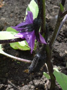 egg plant