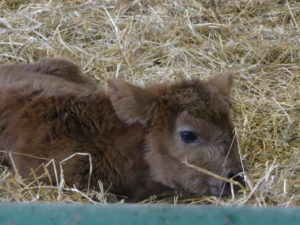 fair3